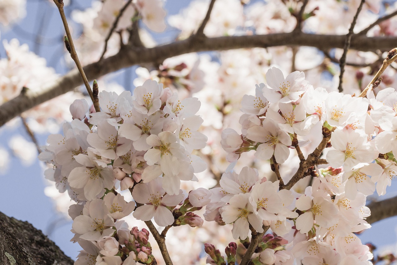 さくら 花 桜 - Pixabayの無料写真 - Pixabay