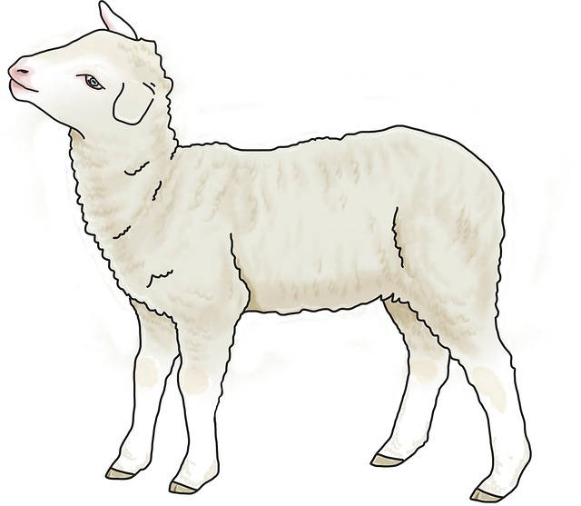 Free lamb sheep nature illustration