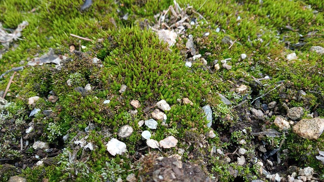 Free Moss Pebble photo and picture