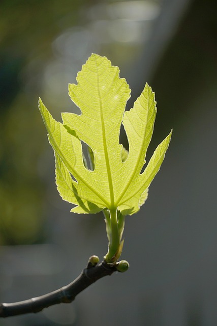 Free Green Leaf Leaf photo and picture