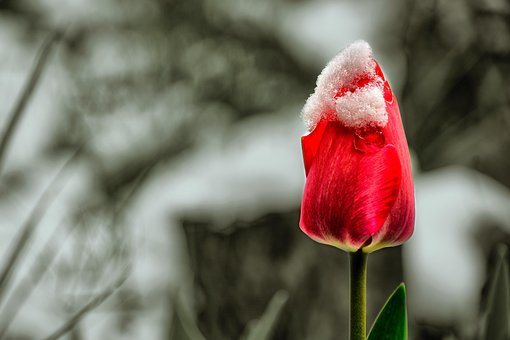 Tulipan, Tapeta Kwiatowa, Kwiat Tło