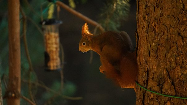 Eichhörnchen, Tier, Baum, Nagetier