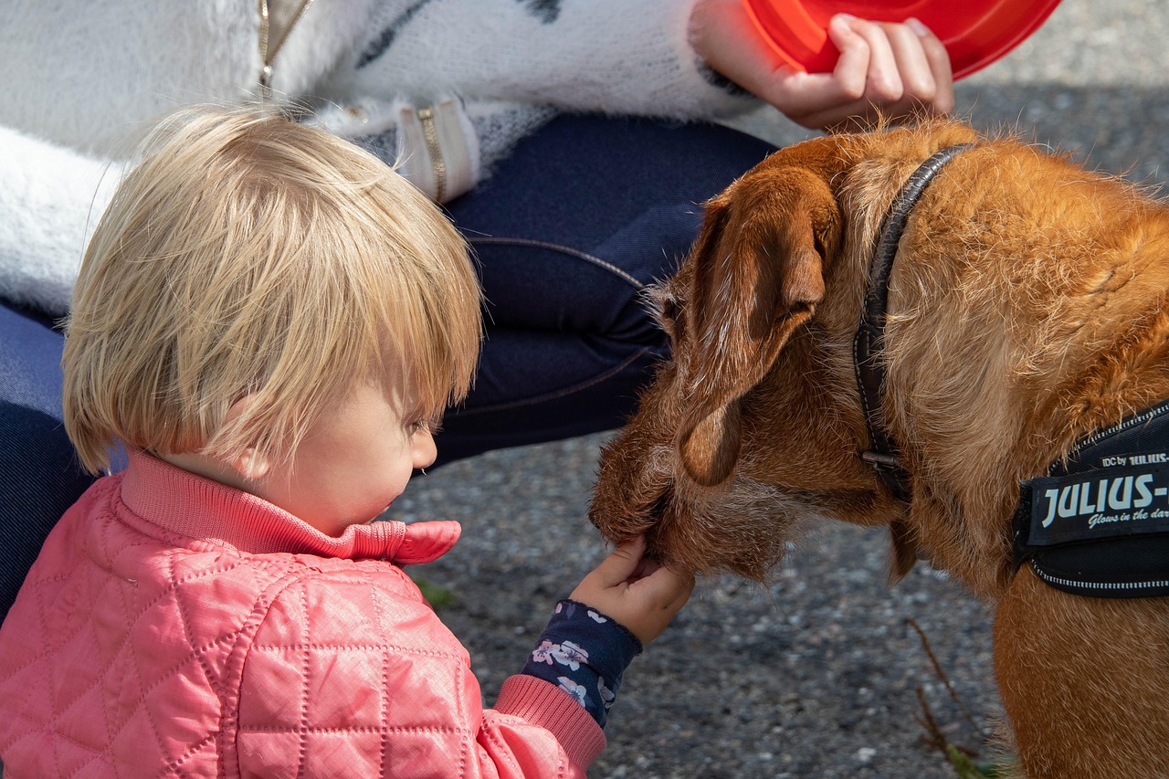 Little Girl Sheep Petting Zoo Free photo on Pixabay Pixabay