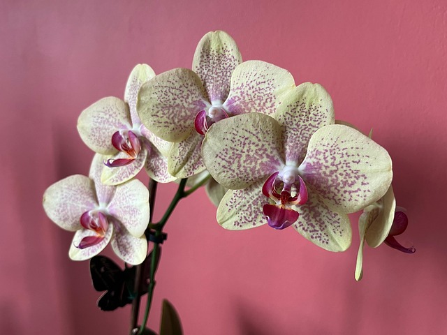 Free Orchid Flower photo and picture