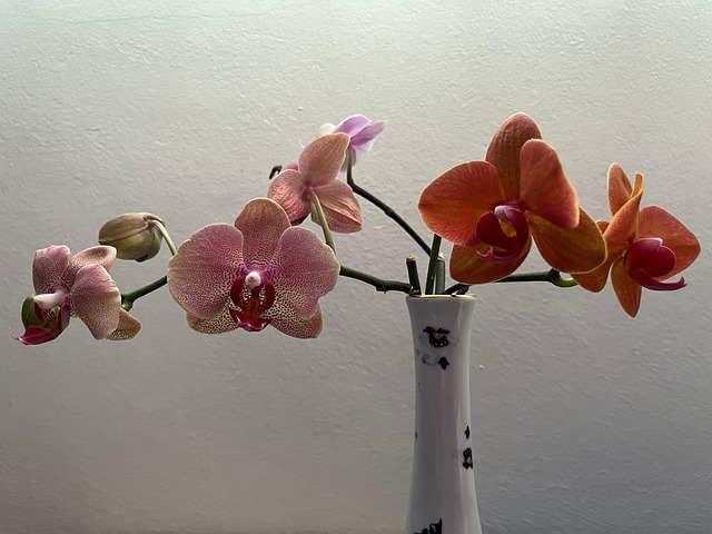 Free Orchid Orchids photo and picture