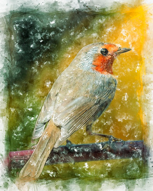 Free robin robin redbreast nature illustration