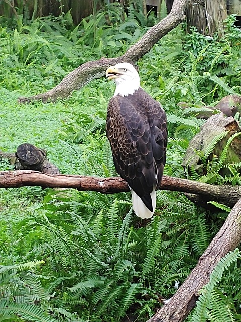 Free Eagle Bird photo and picture