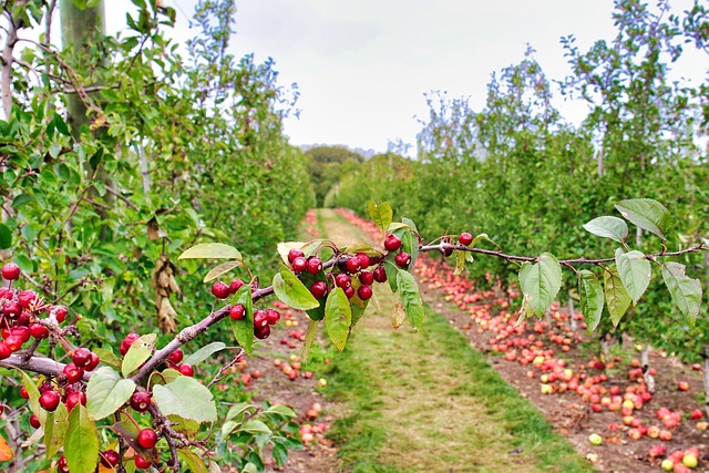 Free Cranberrie Orchord photo and picture