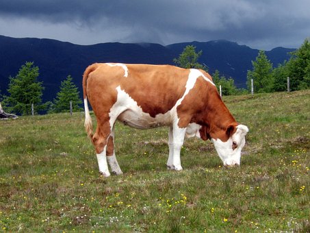 Free Cow Cows photo and picture