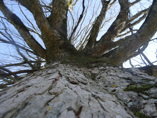 Free Tree Bark photo and picture
