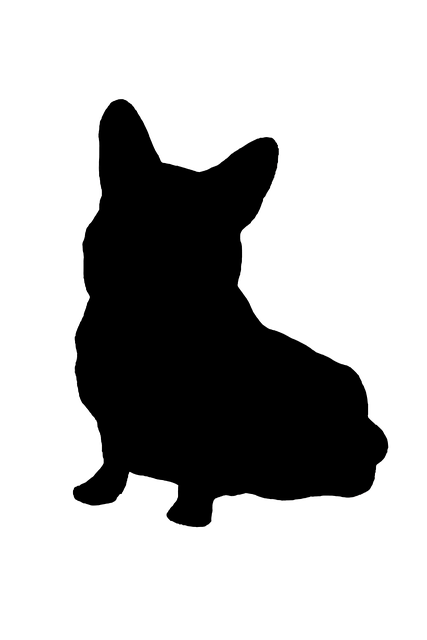 Perro, Corgi, Animal, Cuki, Pembroke