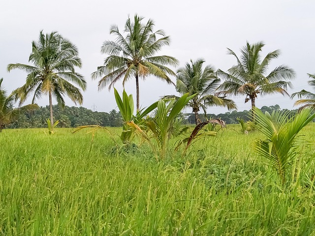 Free Palakkad Kerala India photo and picture