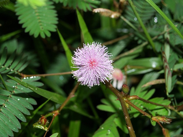 Free Mimosa Pudica Shameplant photo and picture