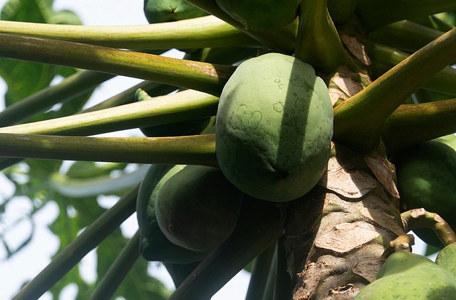 Free Papaya Fruit photo and picture