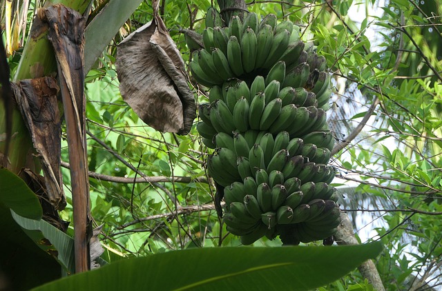 Free Fruit Bananas photo and picture