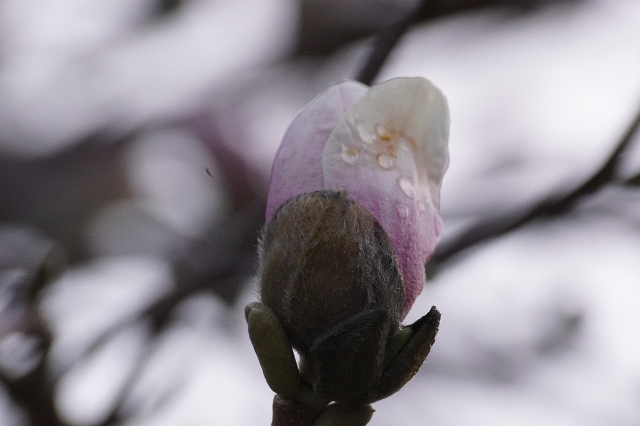 3+ Free Amoena & Nature Images Pixabay