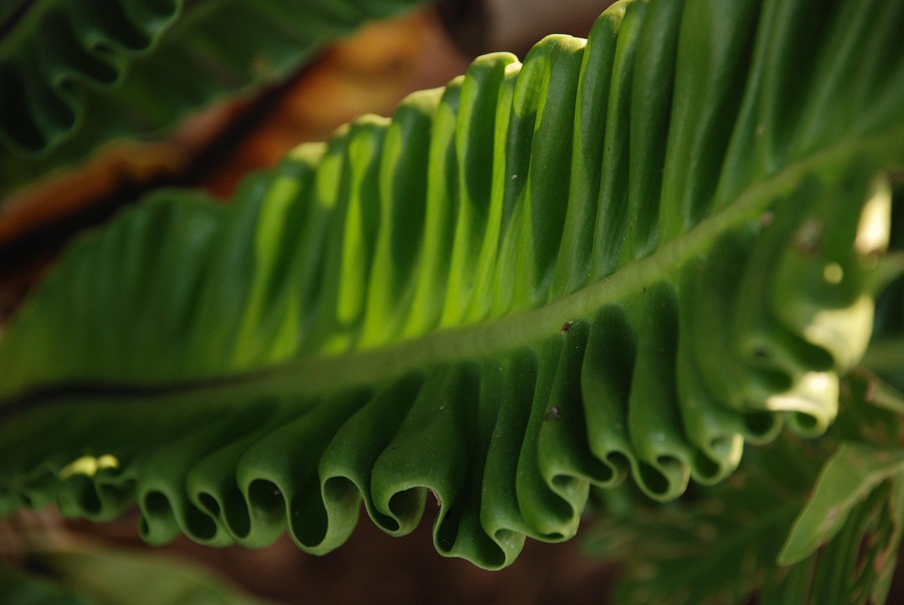 Samambaia Cobra Asplenium Nidus - Foto gratuita no Pixabay