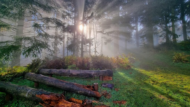 Falle, Skog, Sol, Solstråler, Tåke