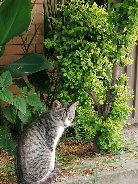 Cat Vert Nature - Photo gratuite sur Pixabay - Pixabay
