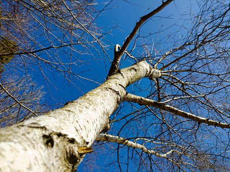 Free Birch Tree Forest photo and picture