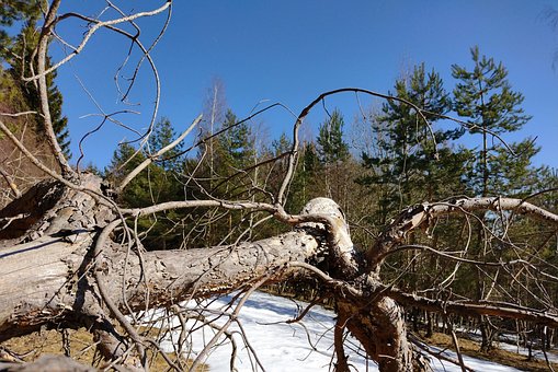 Free Nature Winter photo and picture