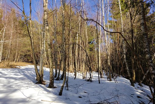 Free Nature Winter photo and picture