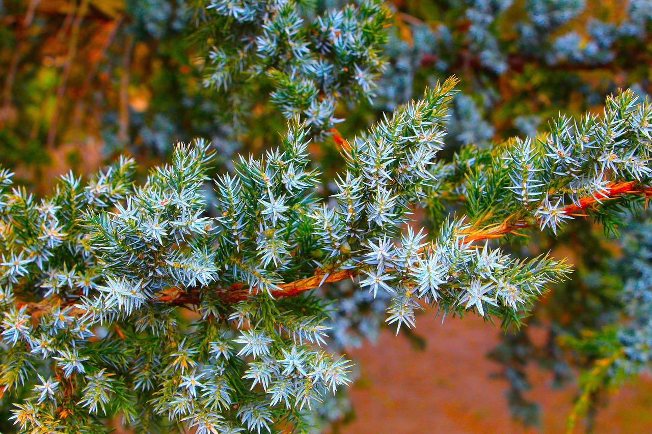Sprig Tree Nature Close - Free photo on Pixabay - Pixabay