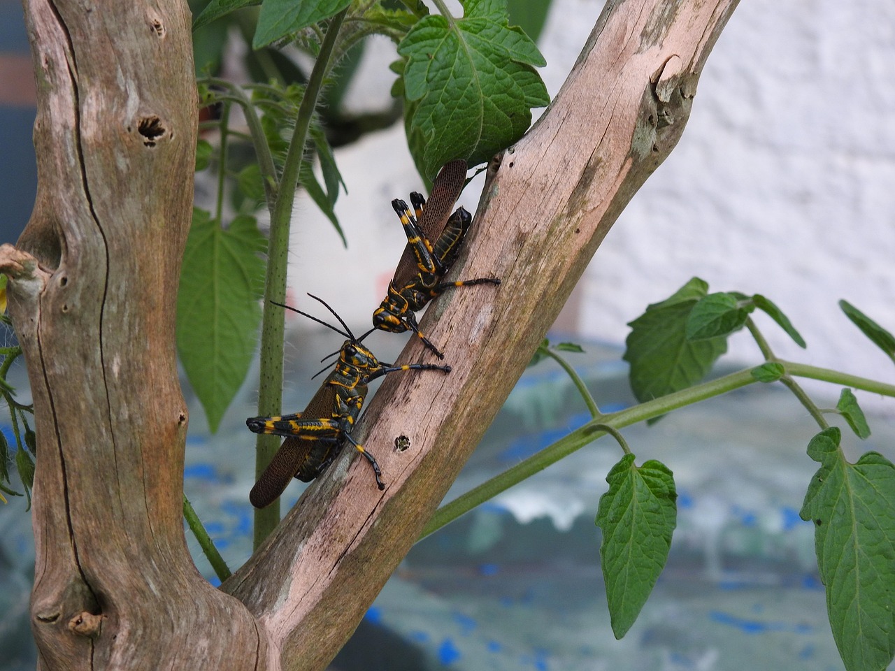 Grasshopper Cricket Insect - Free photo on Pixabay - Pixabay