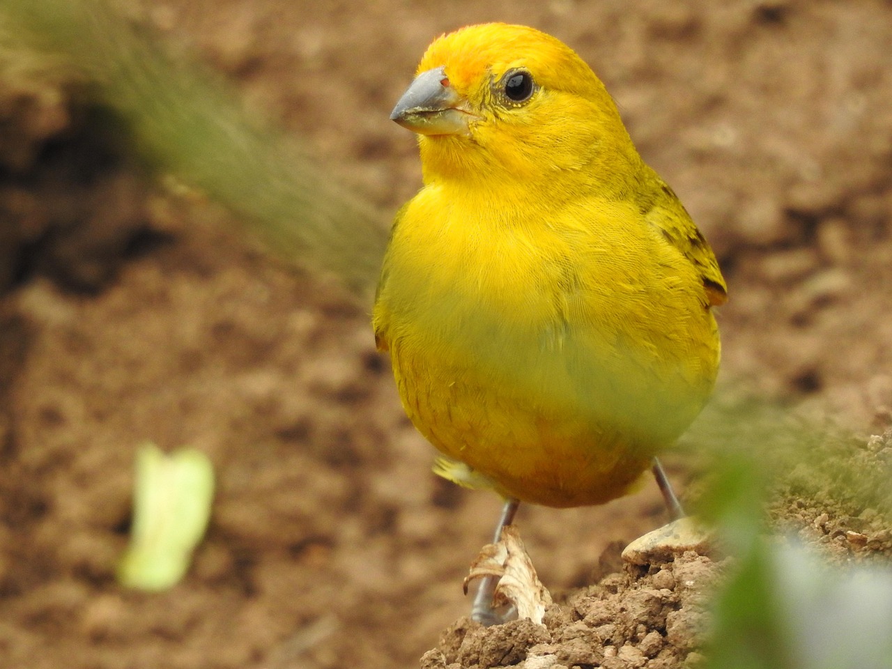 Naturez Canary Pássaro Naturez - Free photo on Pixabay - Pixabay