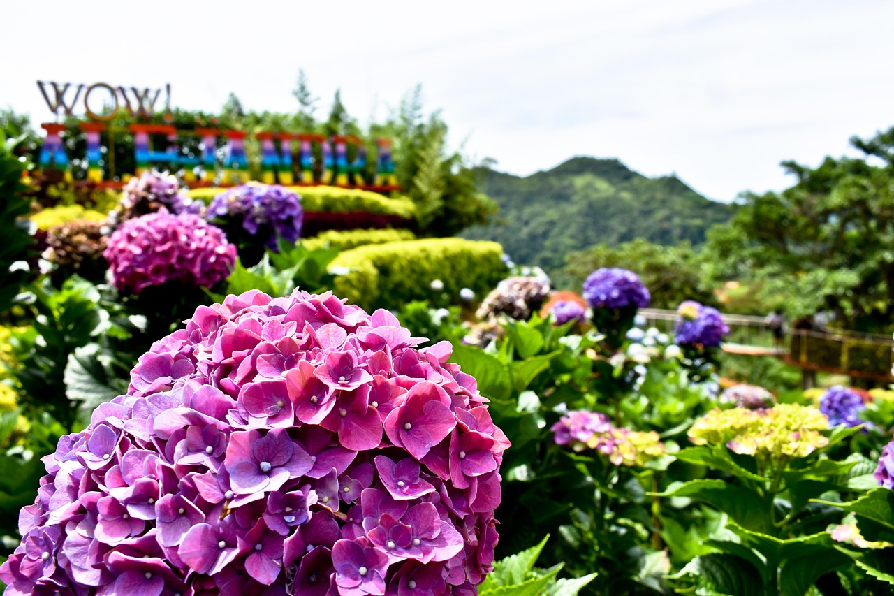 Hydrangea Flowers Garden Free photo on Pixabay Pixabay