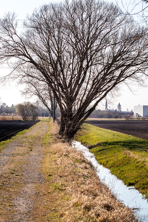 Path Tree Trail - Free photo on Pixabay - Pixabay