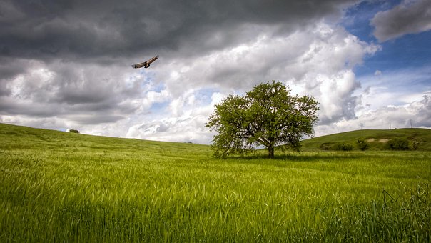 Bäume, Natur, Feld, Wolken, Himmel