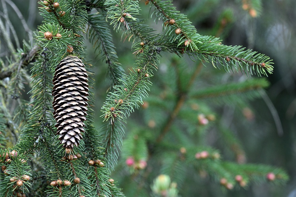 Pine Cone Nature Tree - Free photo on Pixabay - Pixabay