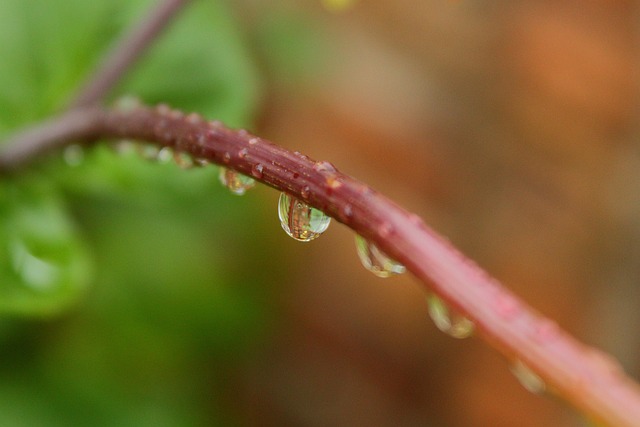 Free Rain Water photo and picture
