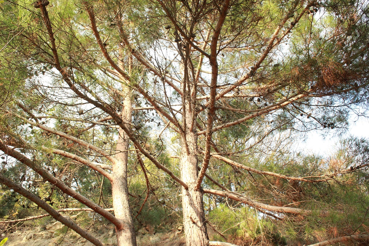 树 植物 自然 - Pixabay上的免费照片