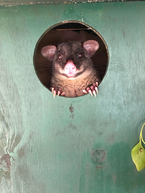 Free Possum Opossum photo and picture