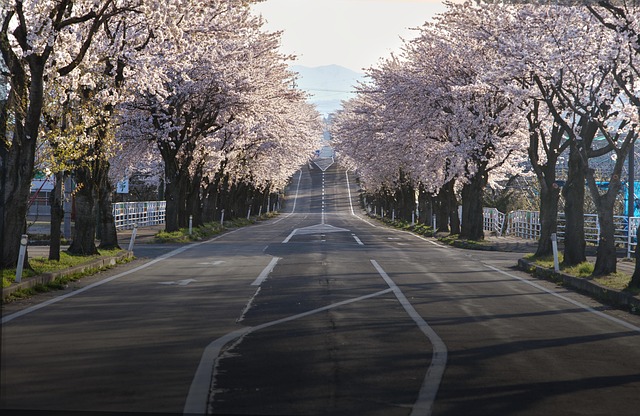 cherry blossoms, road, japan, sakura, travel, landscape, nature, spring