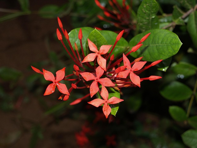 Free Flowers Bloom photo and picture