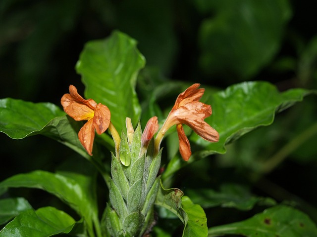 Free Flower Garden photo and picture