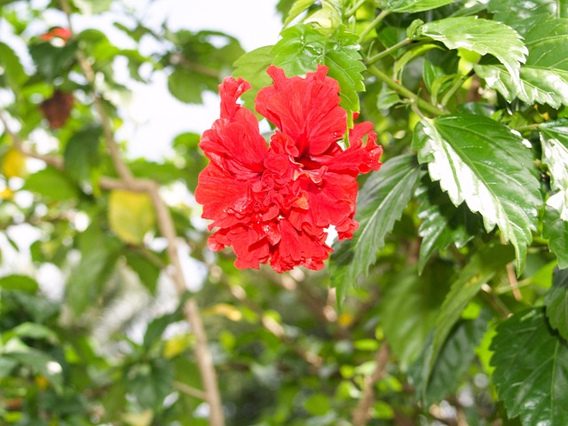Free Hibiscus Chembarathi photo and picture