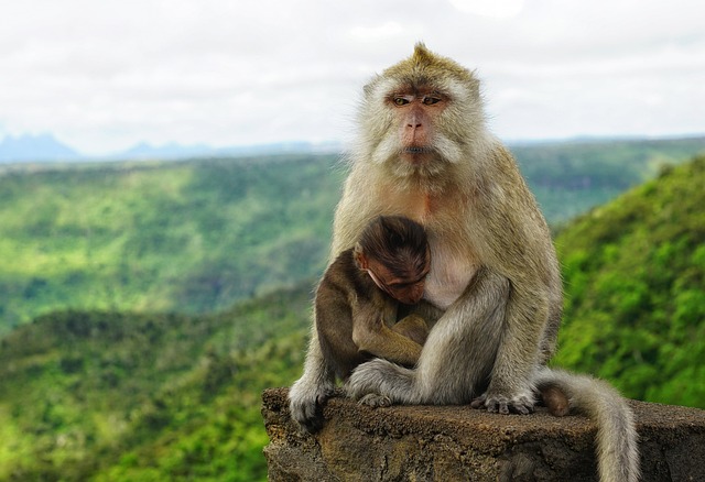 monkeys, mother, nature, baby, young, protect, mauritius, animals