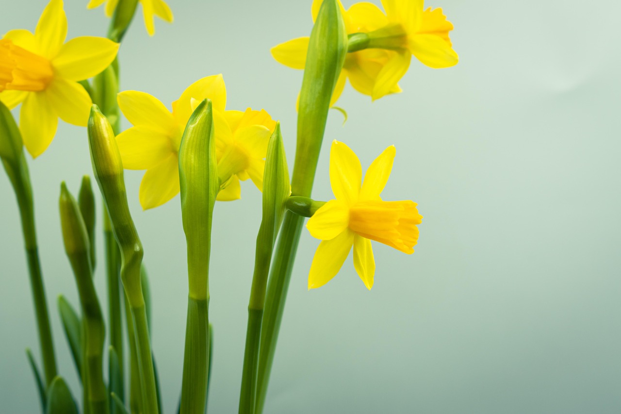 Daffodils Flowers Plant Yellow Free photo on Pixabay Pixabay