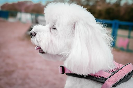 Kæledyr, Hund, Maltesisk, Snor, Dejlig