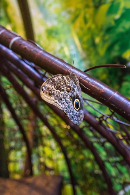 Free Butterfly Insect photo and picture
