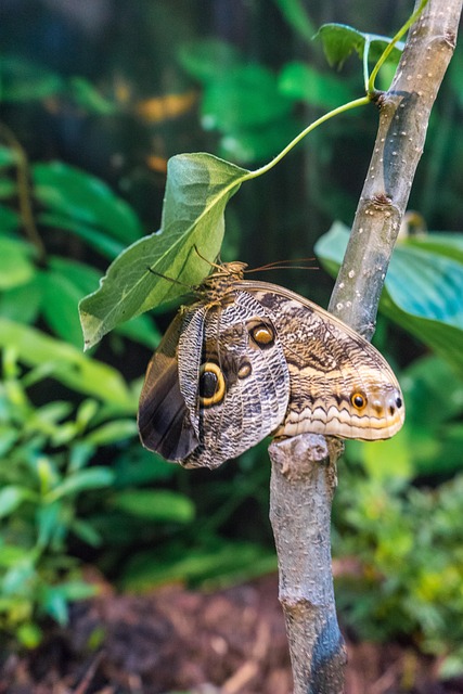 Free Butterfly Wings photo and picture