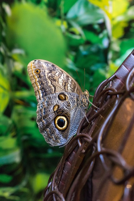 Free Butterfly Polyenidae photo and picture
