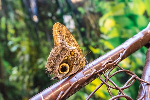 Free Butterfly Polyenidae photo and picture