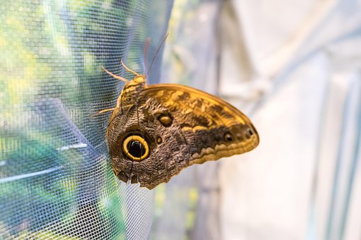 Free Butterfly Polyenidae photo and picture
