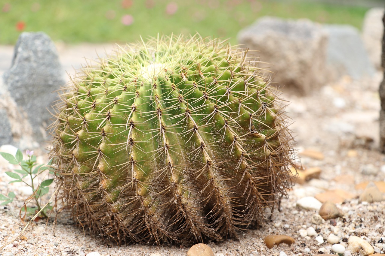 Cactus Baril D'Or Jardin - Photo gratuite sur Pixabay - Pixabay