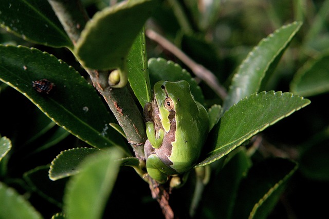 Free Frog Amphibian photo and picture